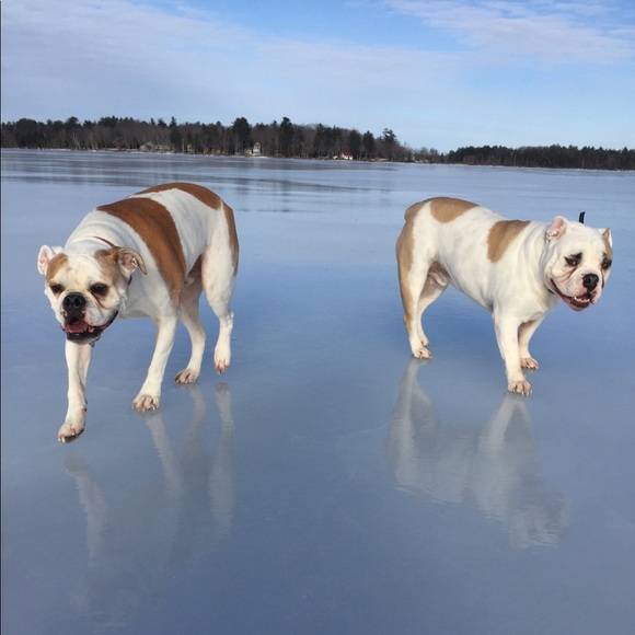 Meet your Posher, Cat - Picture 1 of 1